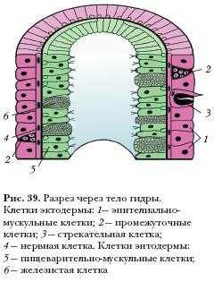 Кракен ссылка прокатис